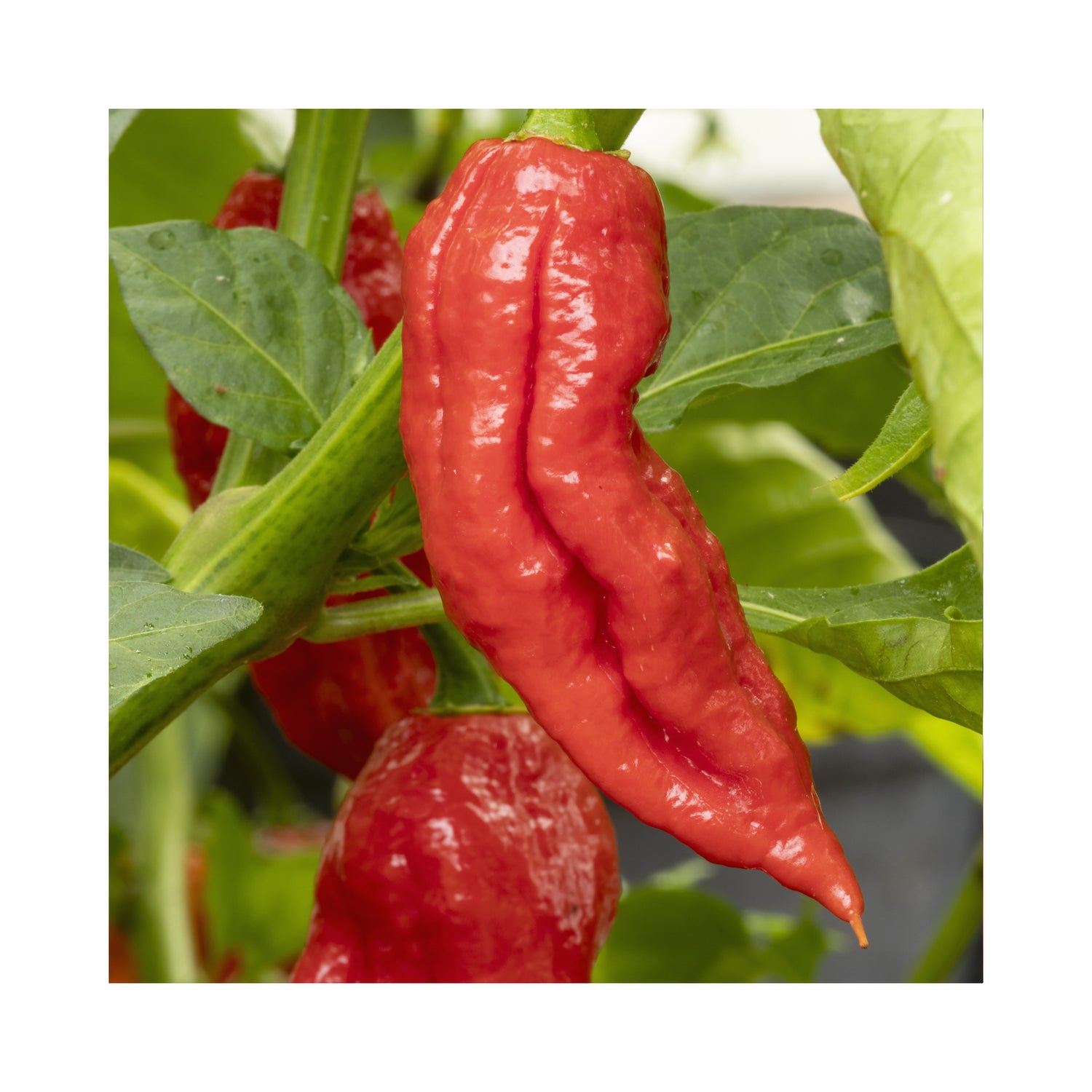 Chilli Bhut Jolokia Red