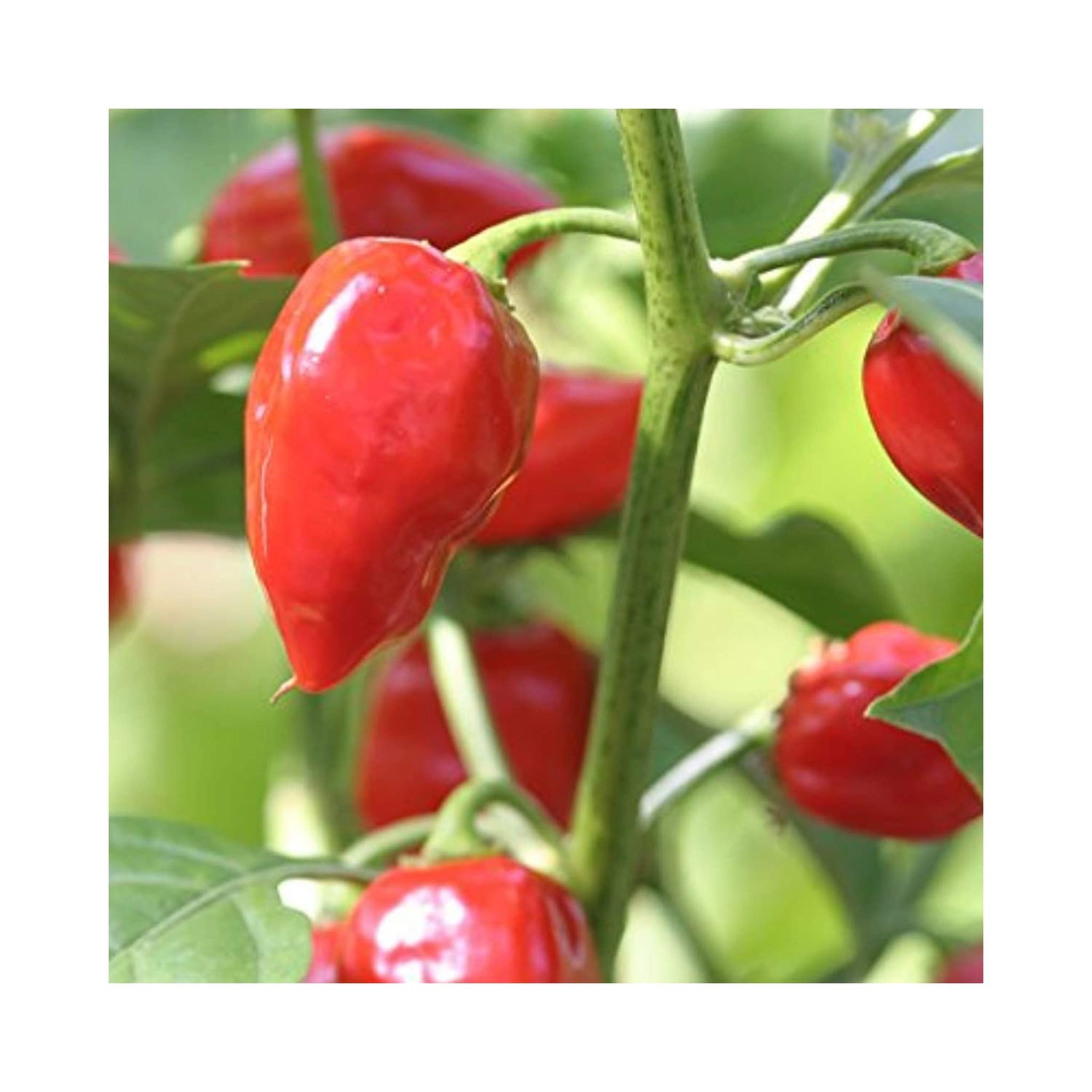 Chilli Habanero Red