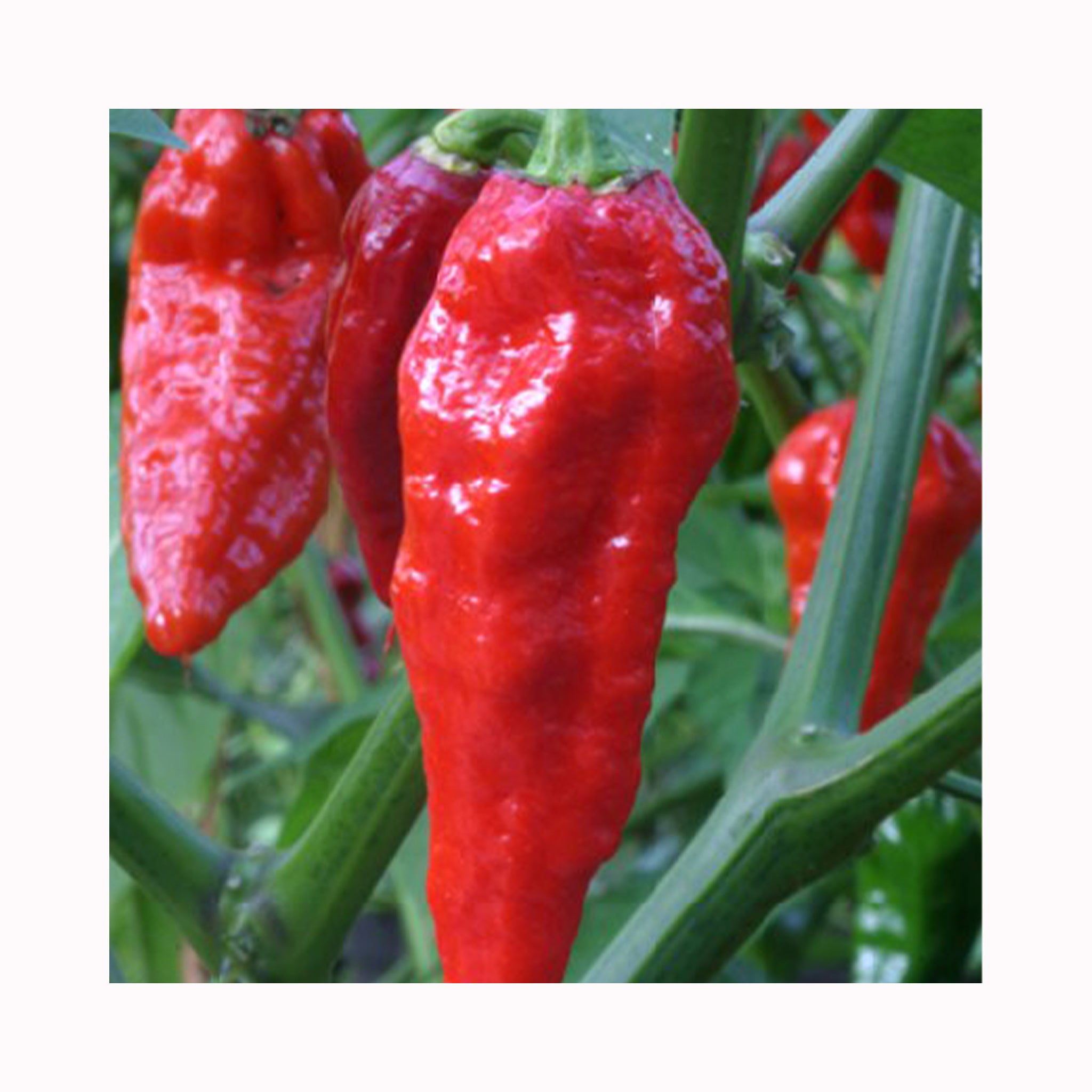 Chilli Naga Red