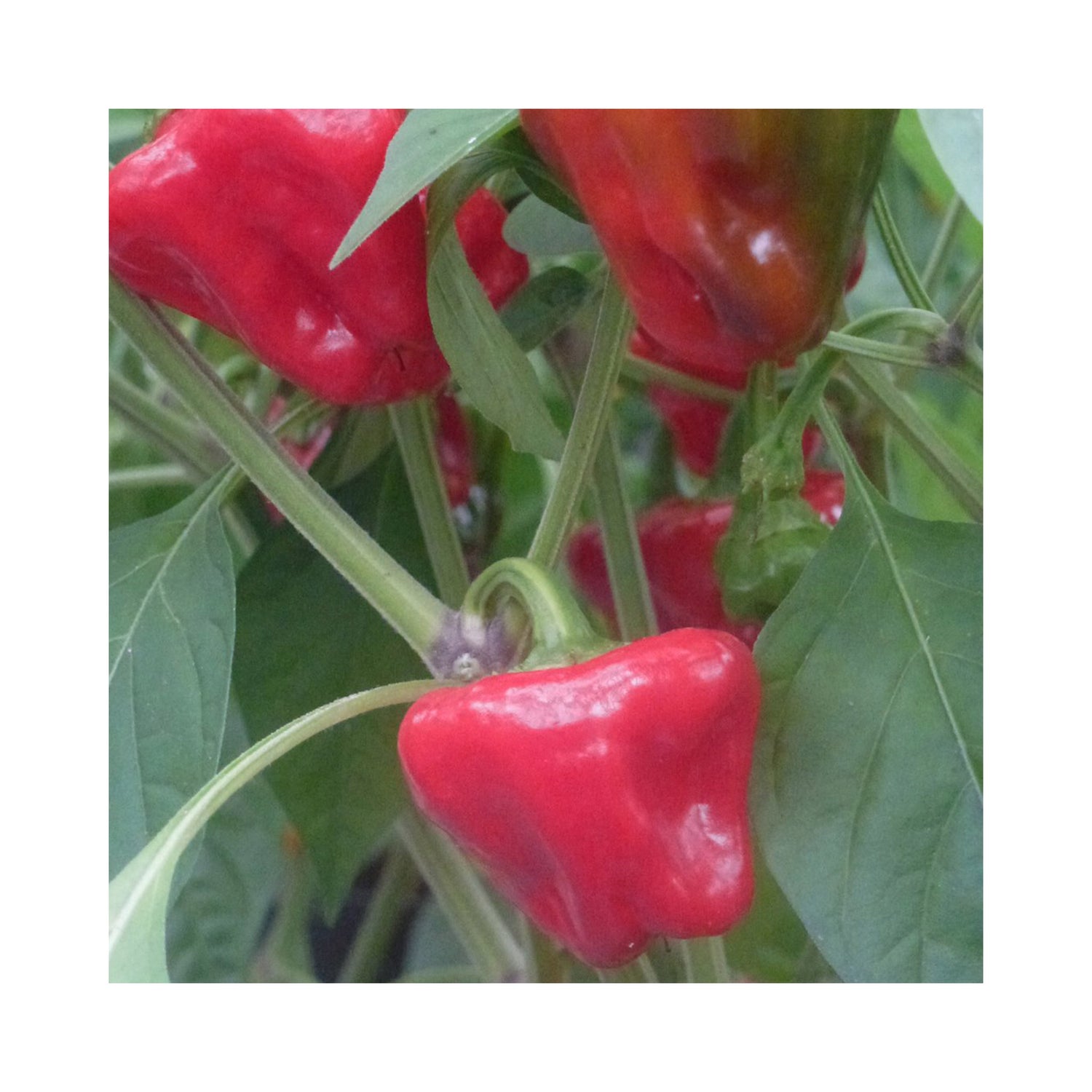 Chilli Scotch Bonnet Red