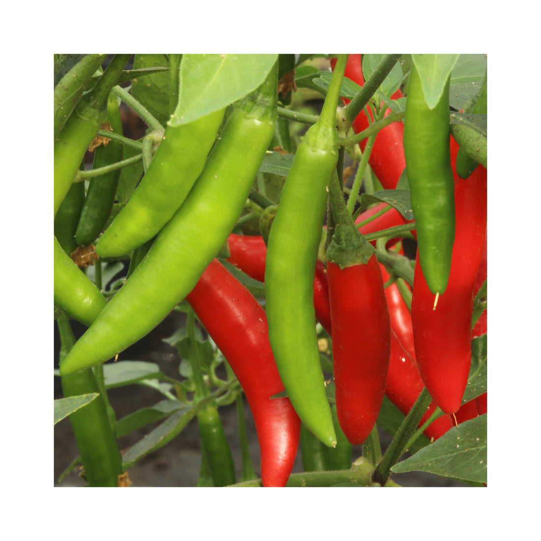 Chilli Serrano de Sol