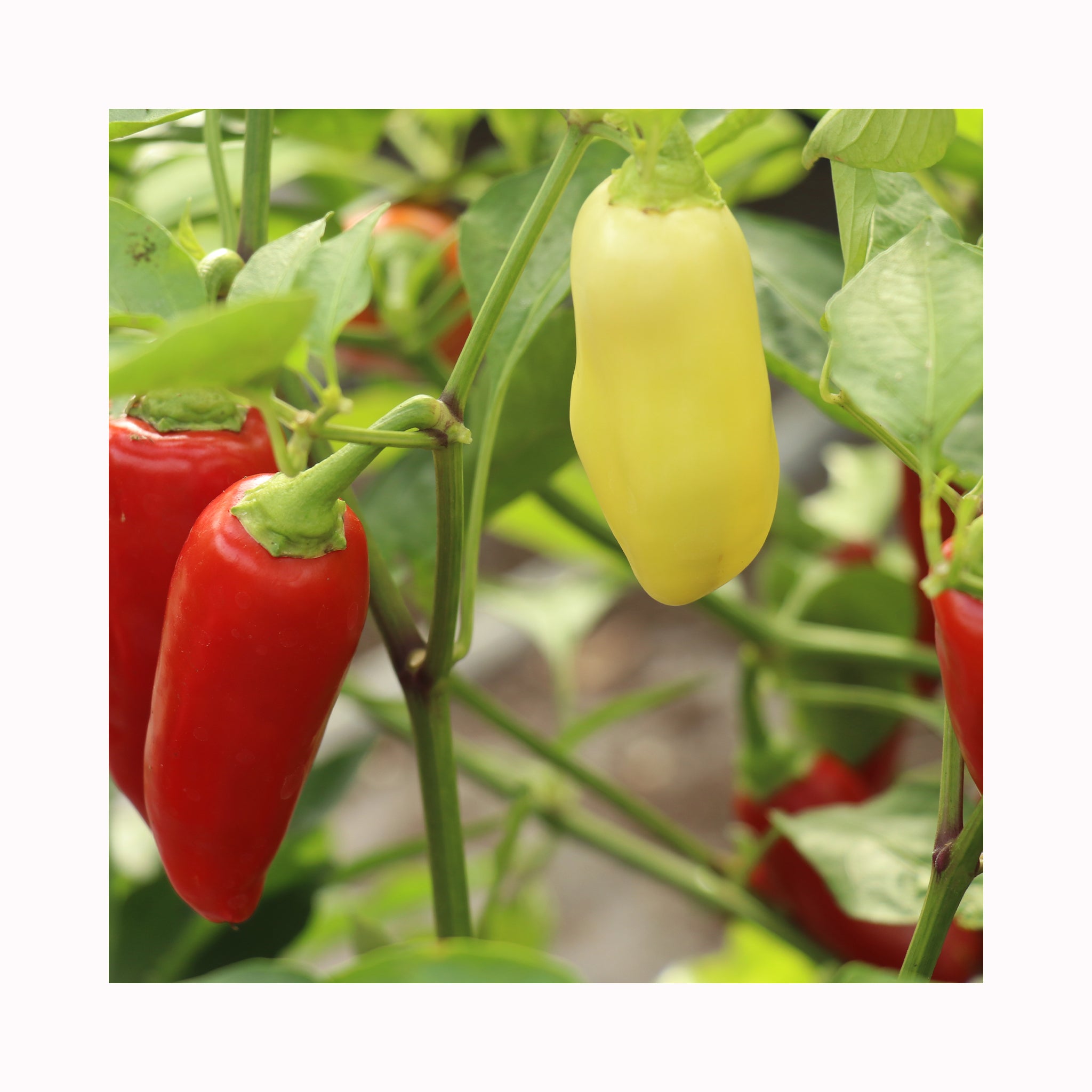 Chilli Wenks Yellow Hots