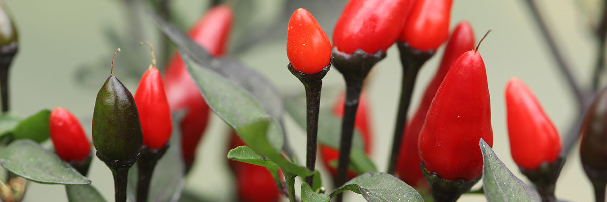 Red chilli plant fruit on a pepper plant