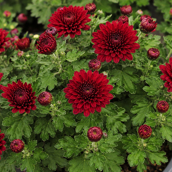 Chrysanthemum Prelude Dark Red