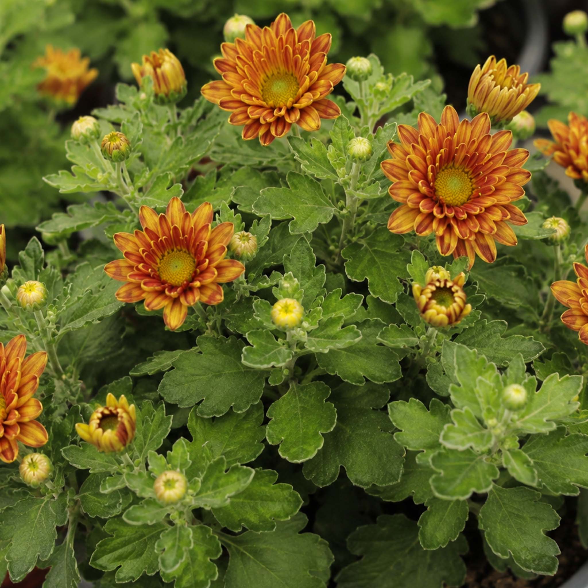 Chrysanthemum Light Bronze
