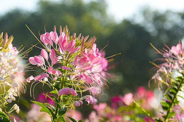 Pink spider flowers in the sun