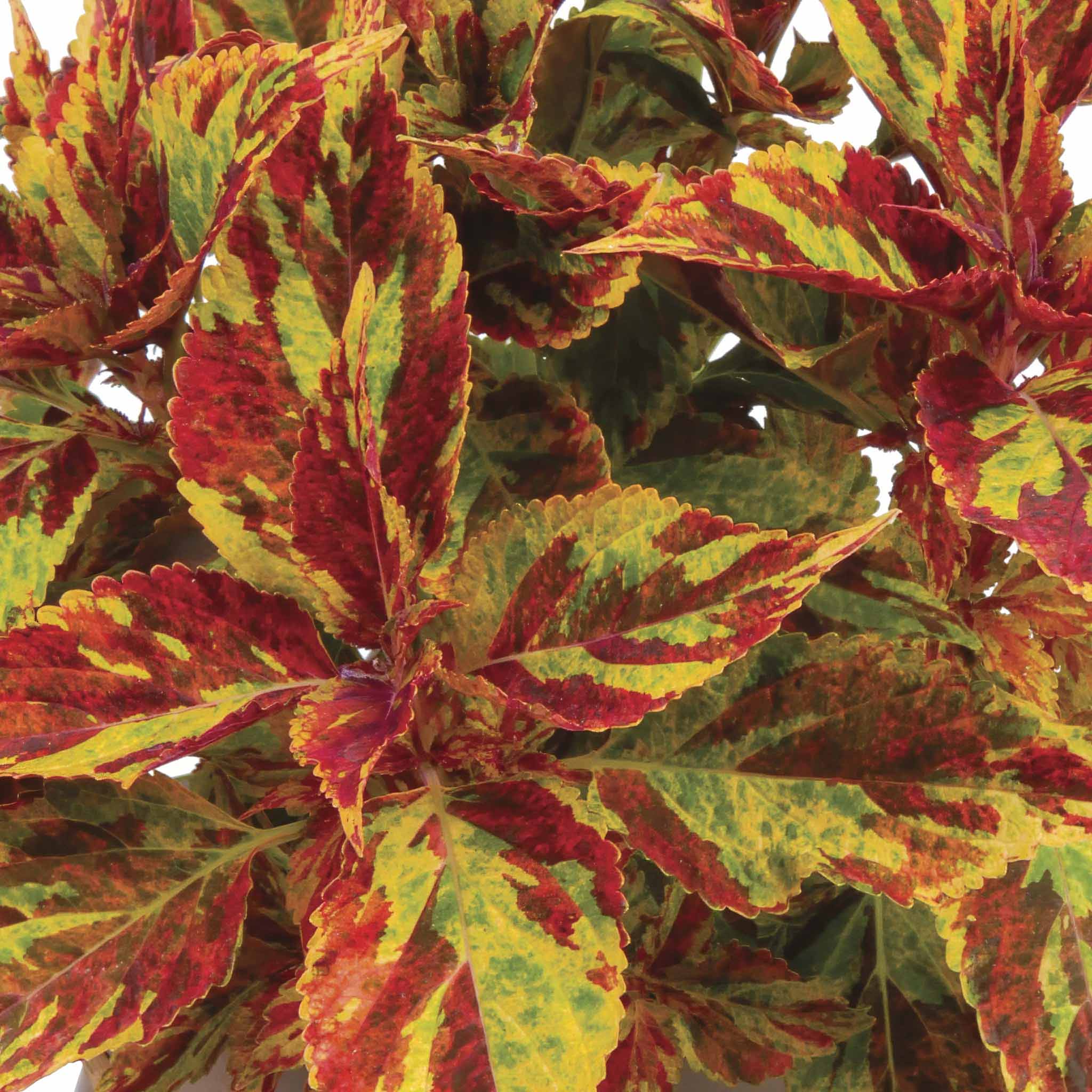 Coleus Combat