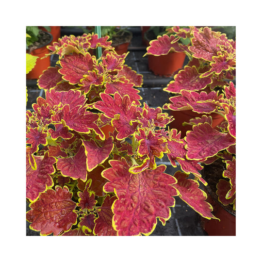 Coleus 6 Collection in 9cm pots