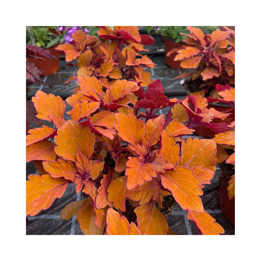Coleus 6 Collection in 9cm pots