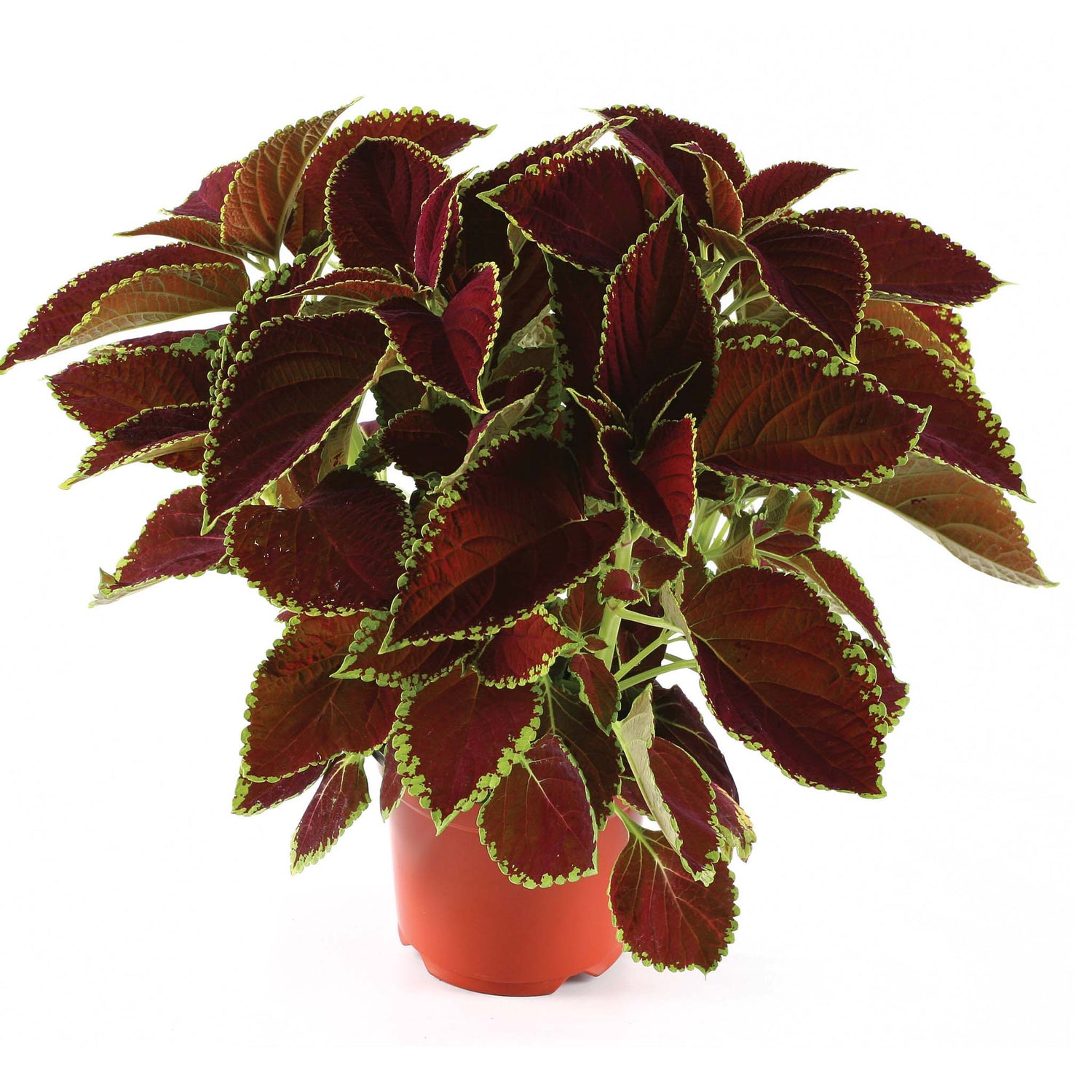 Coleus Fireball