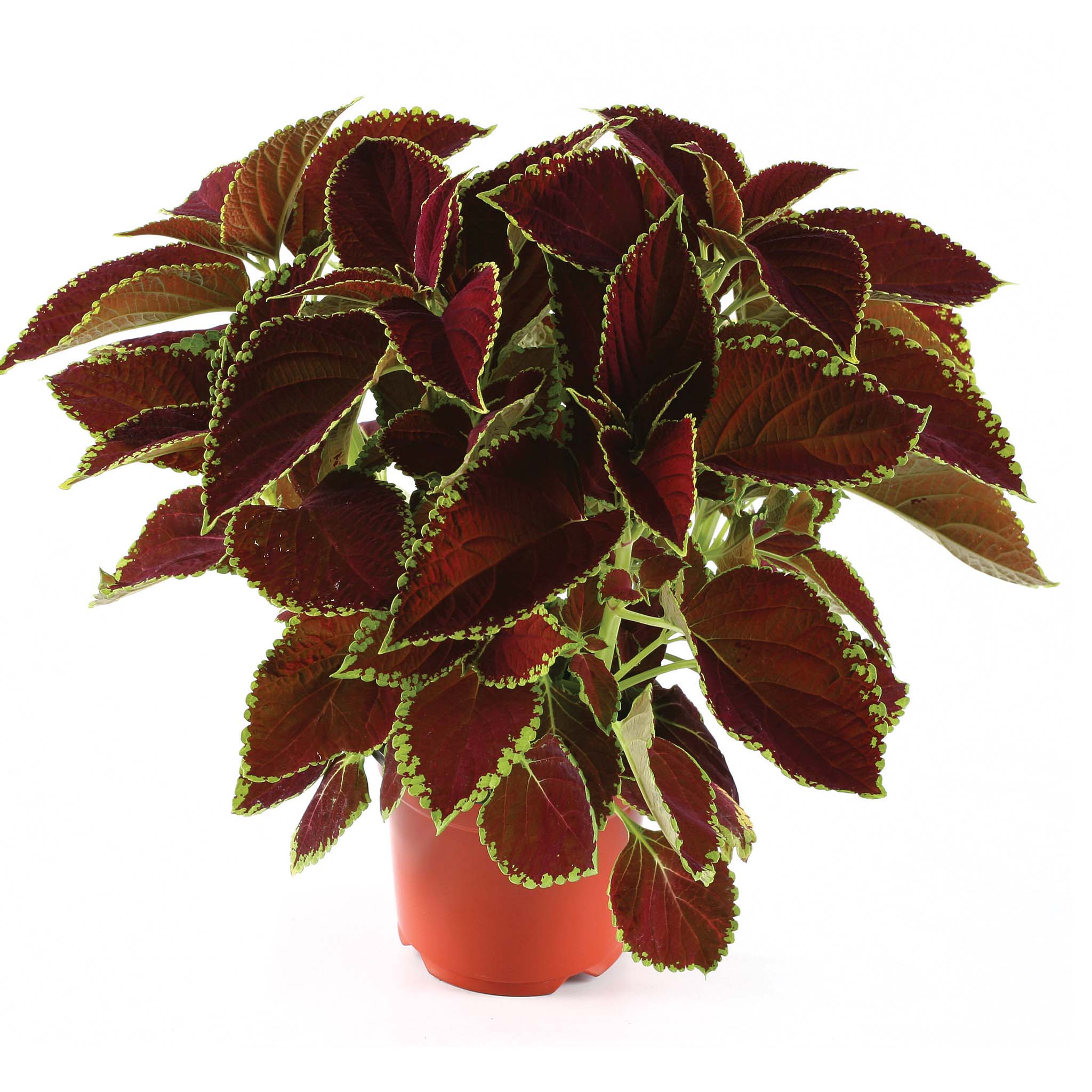 Coleus Fireball