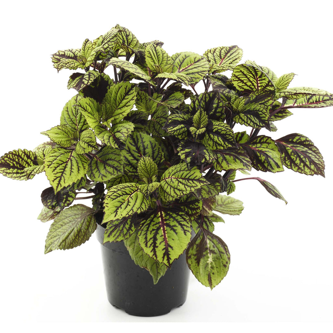 Coleus Fishnet Stockings