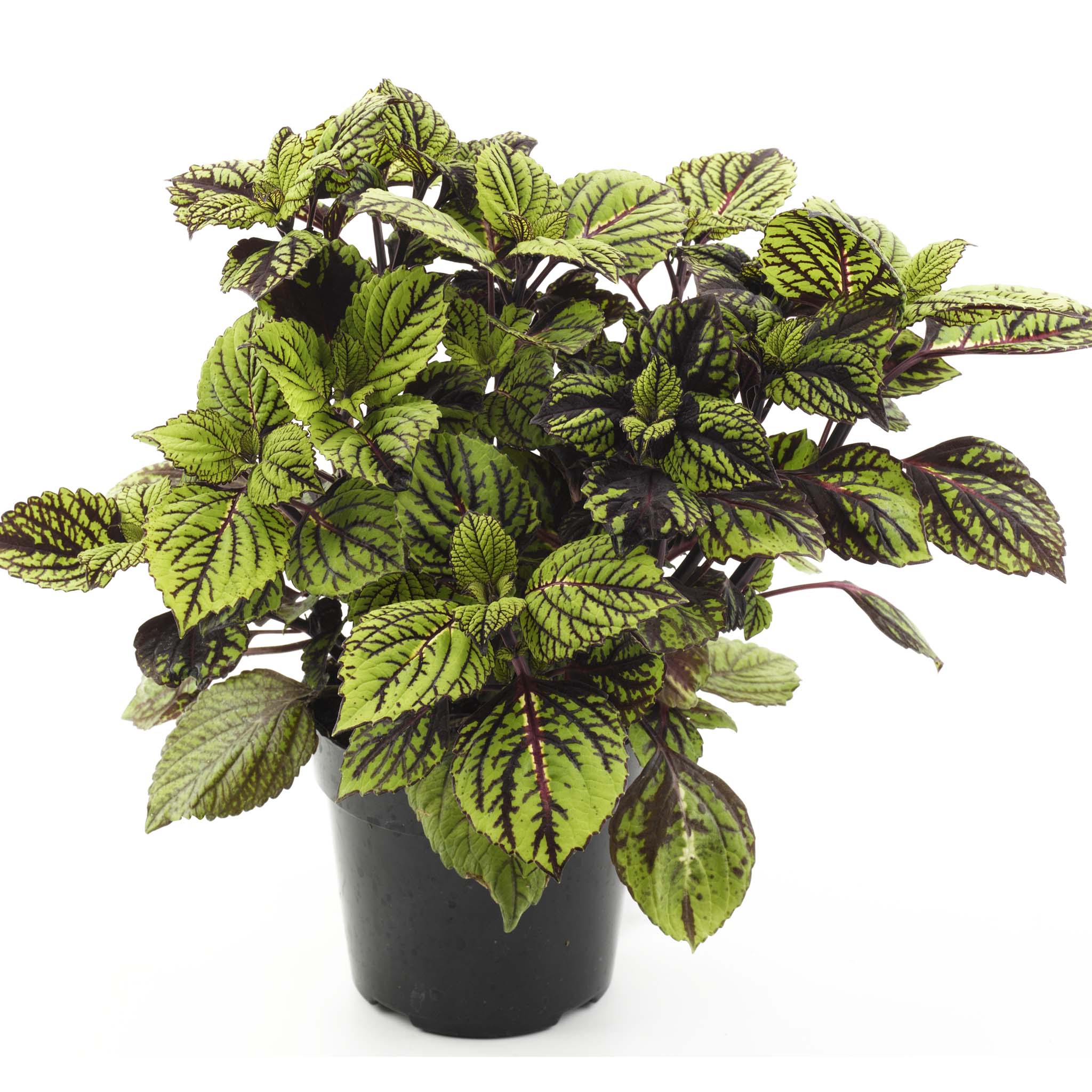 Coleus Fishnet Stockings