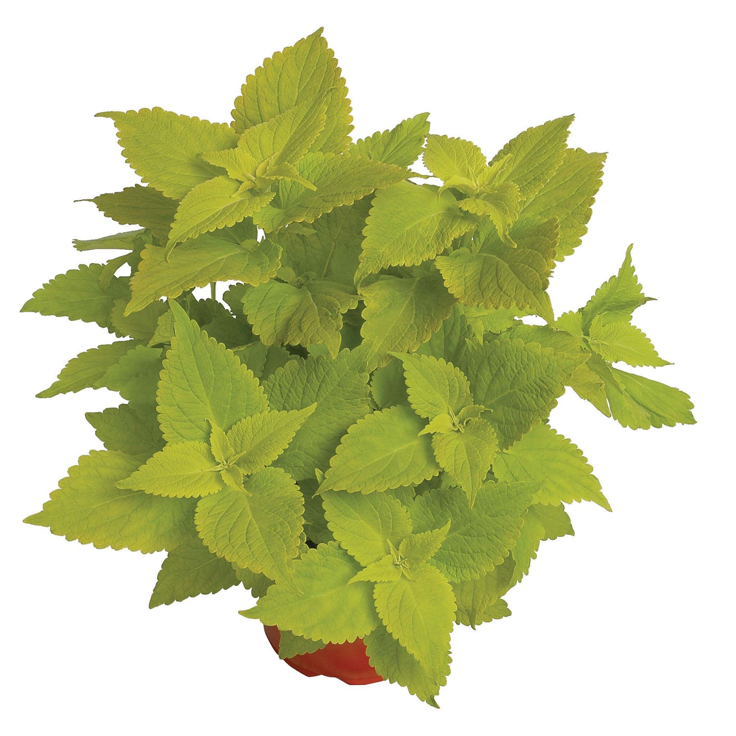 Coleus Lime
