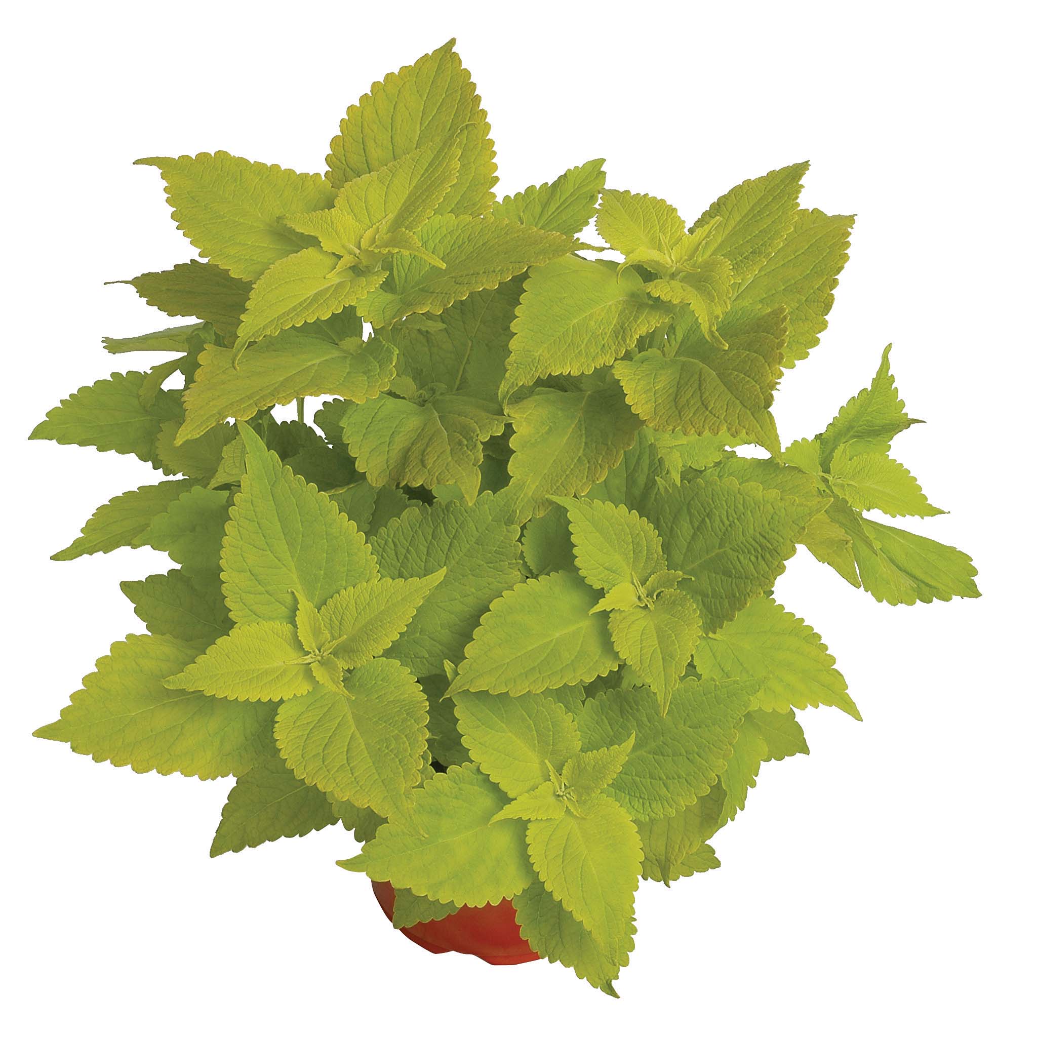Coleus Lime