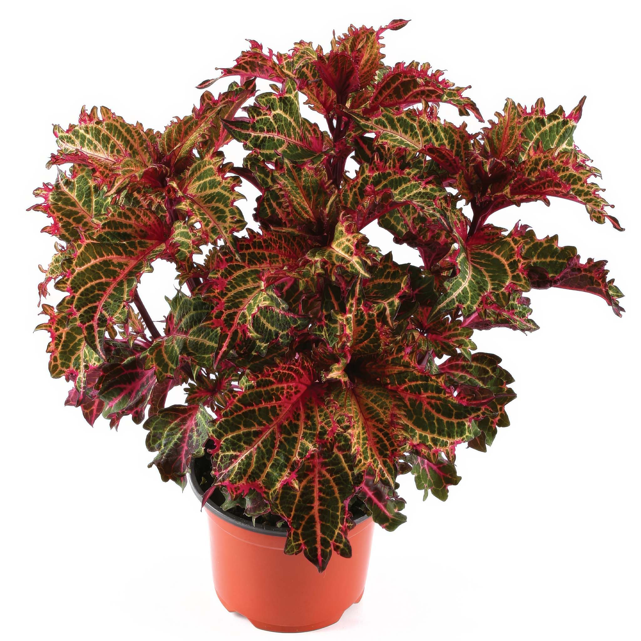 Coleus Peter&