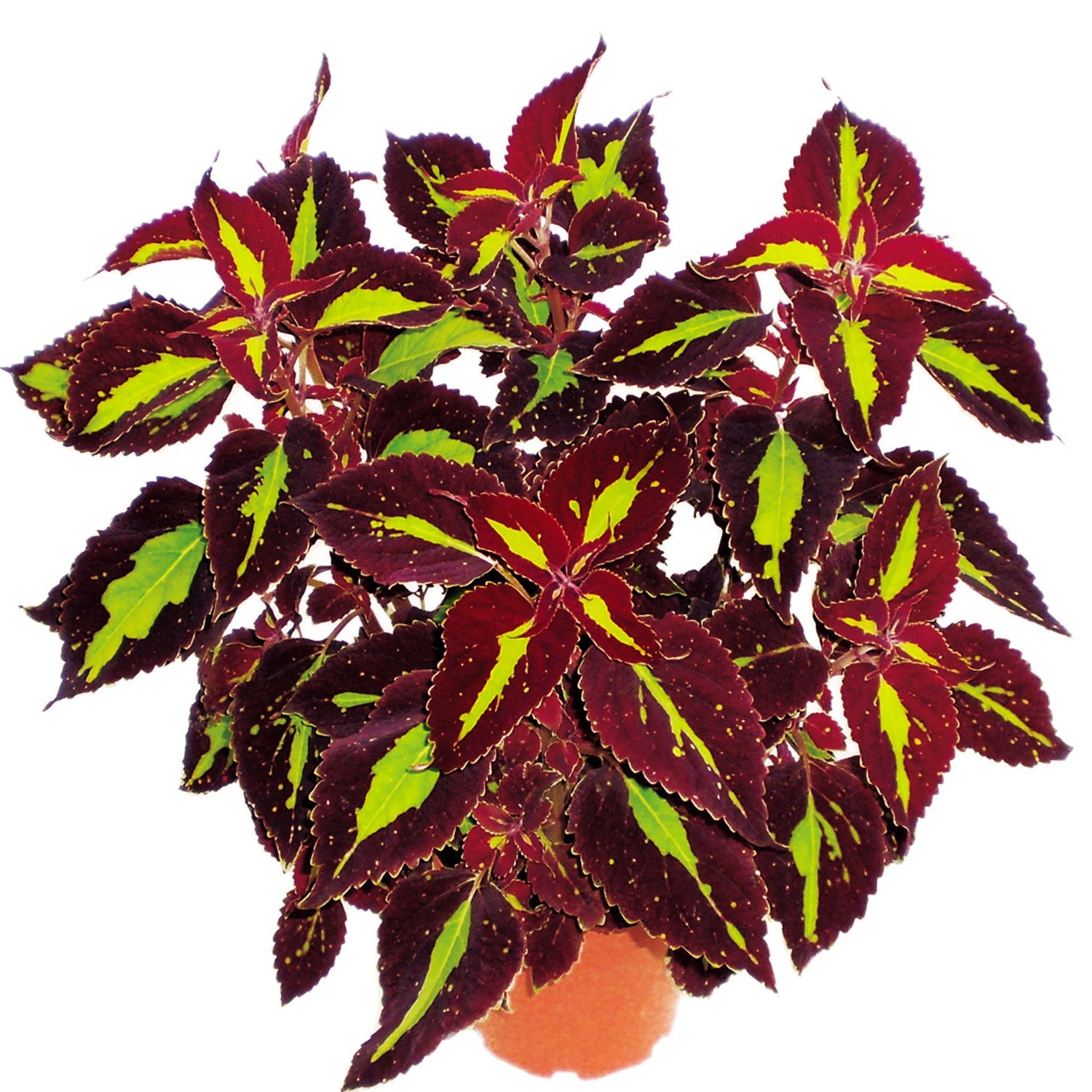 Coleus Saturan