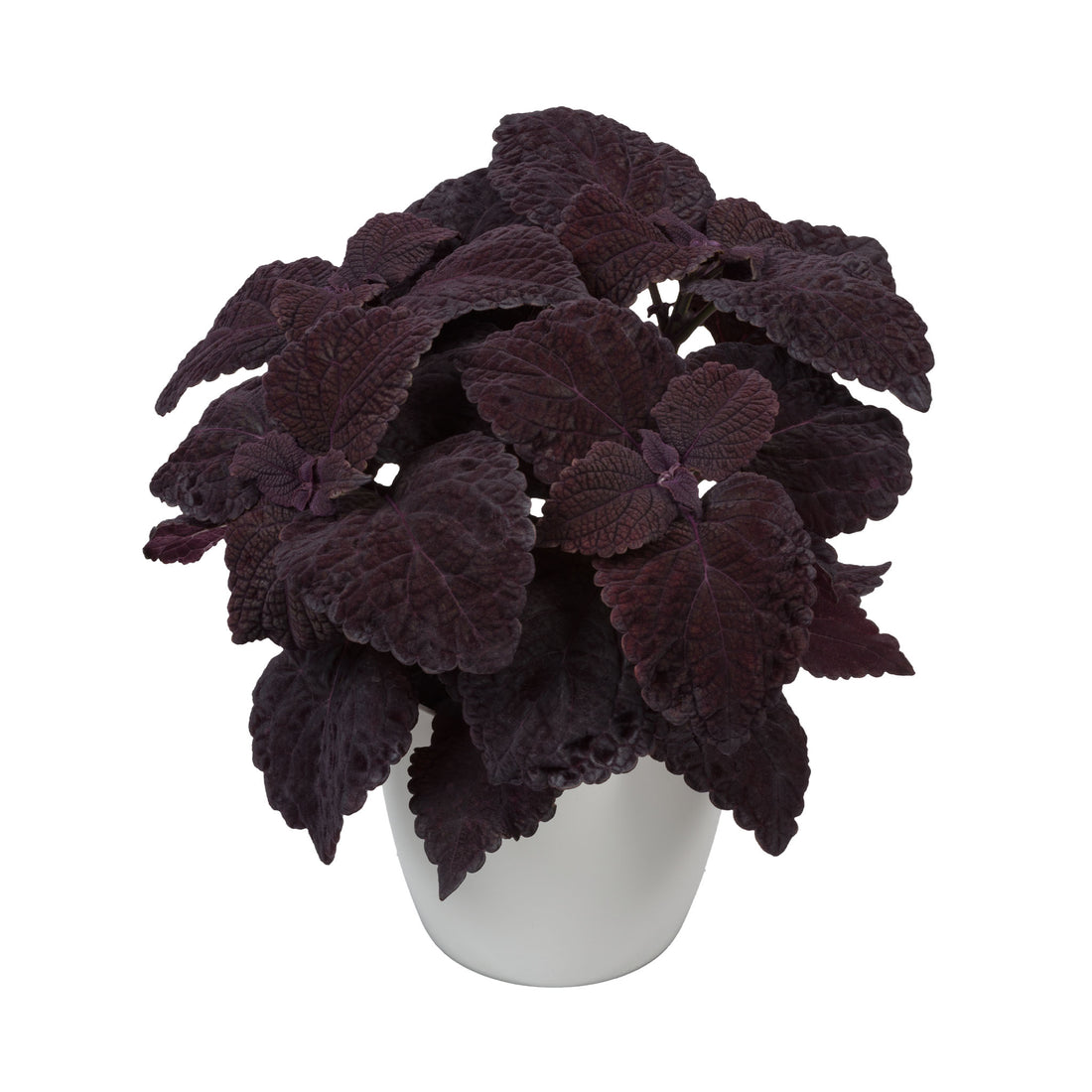 Purple Coleus foliage plant growing in a pot