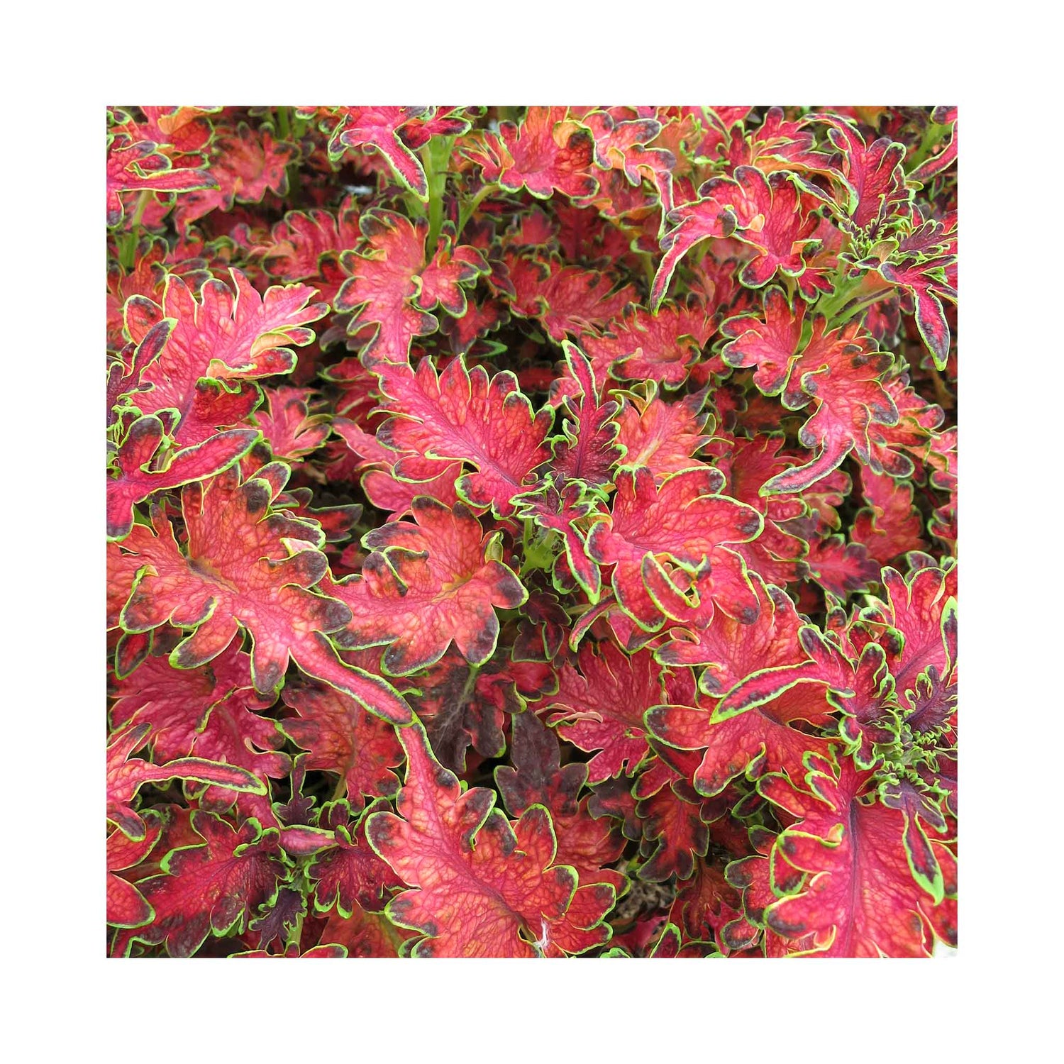 Sunset red coloured leaves with green edges of Coleus plant