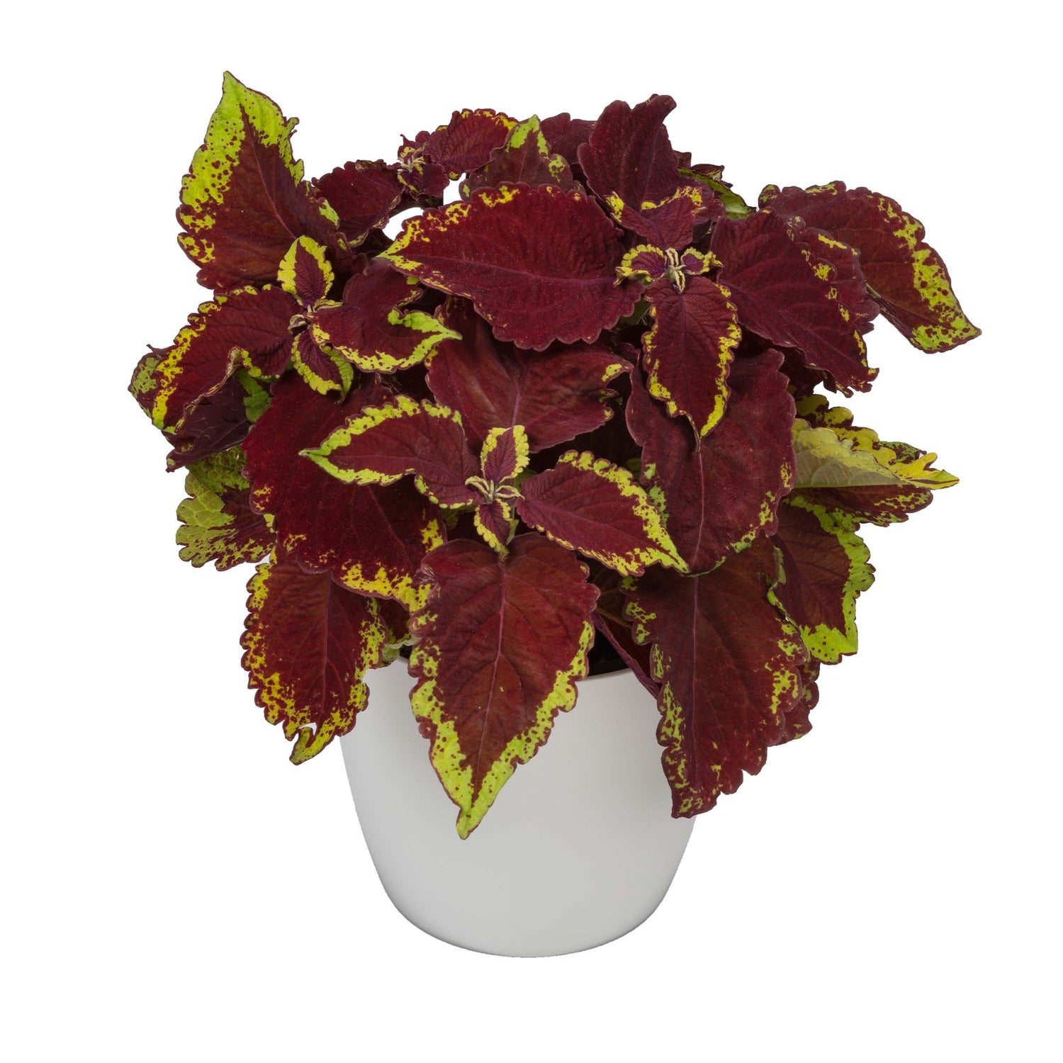 Maroon leaves with tinges of lime green on this pot plant