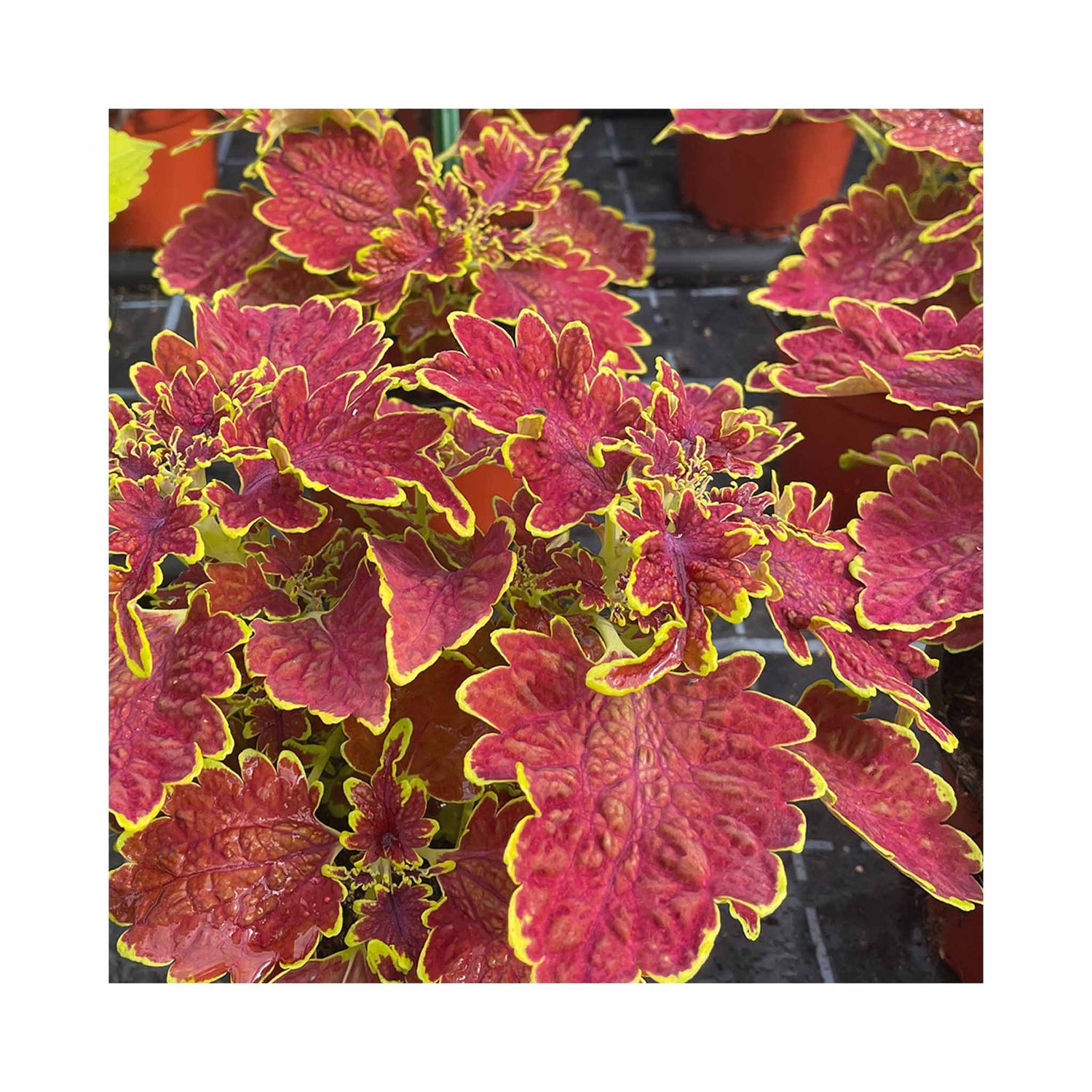 Burnt orange leaves with bright yellow edges