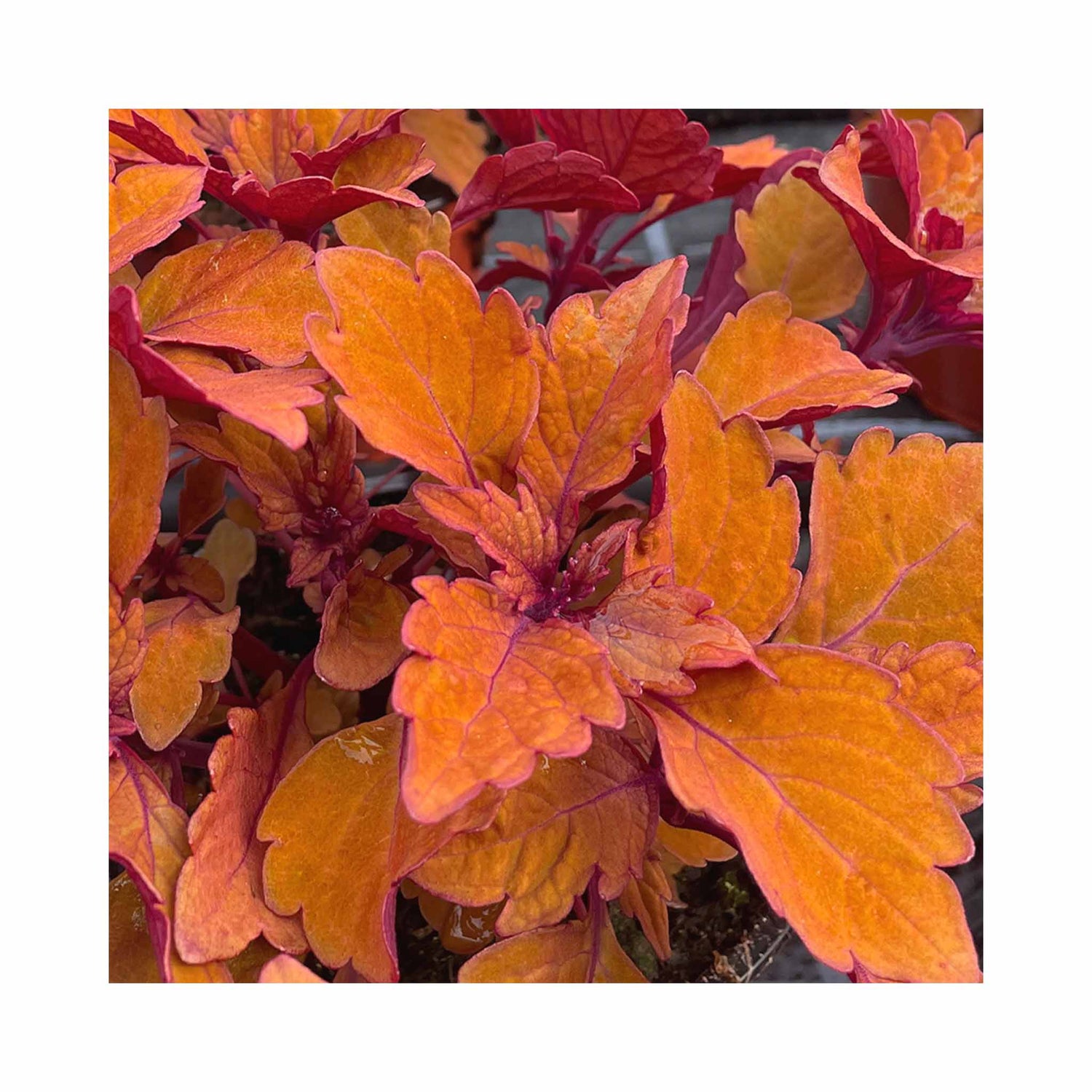 Coleus Long Island Tea