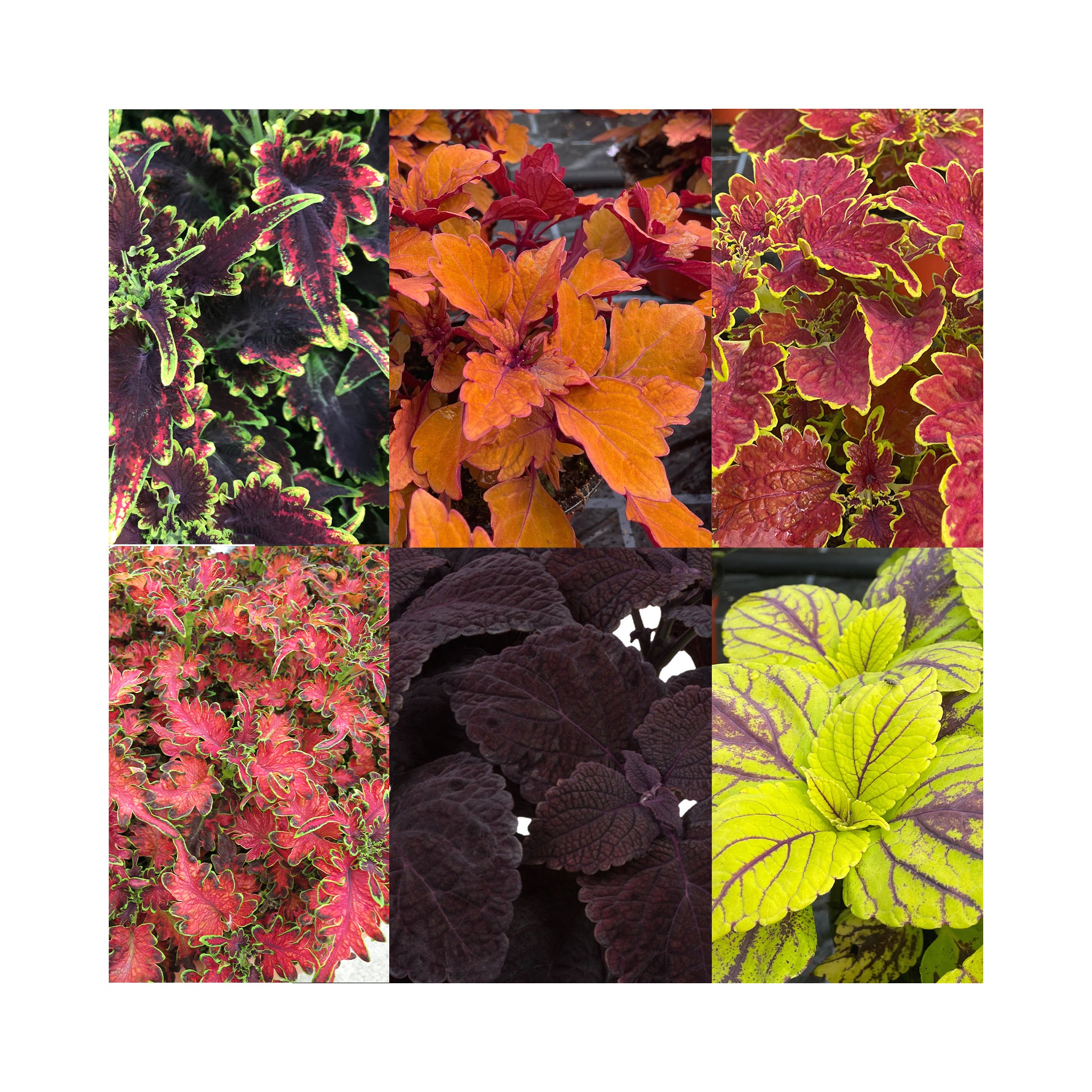 Coleus Collection