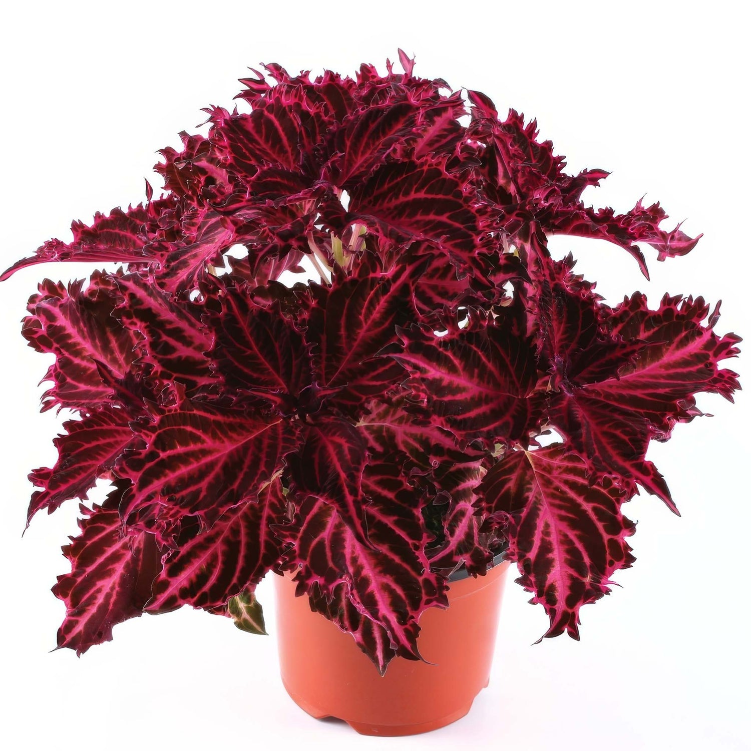 Coleus Crimson Velvet