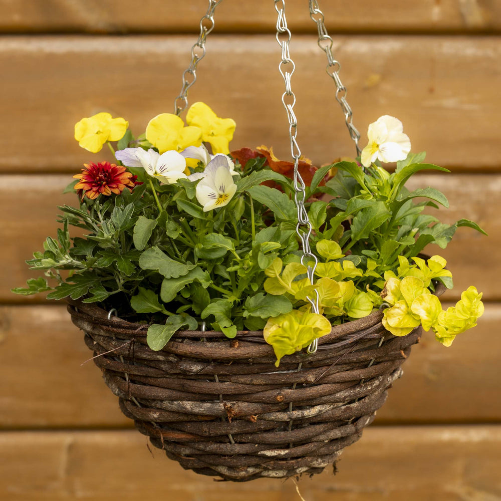 Autumn & Winter Hanging Basket Collection – 12 Plants for 2 Baskets