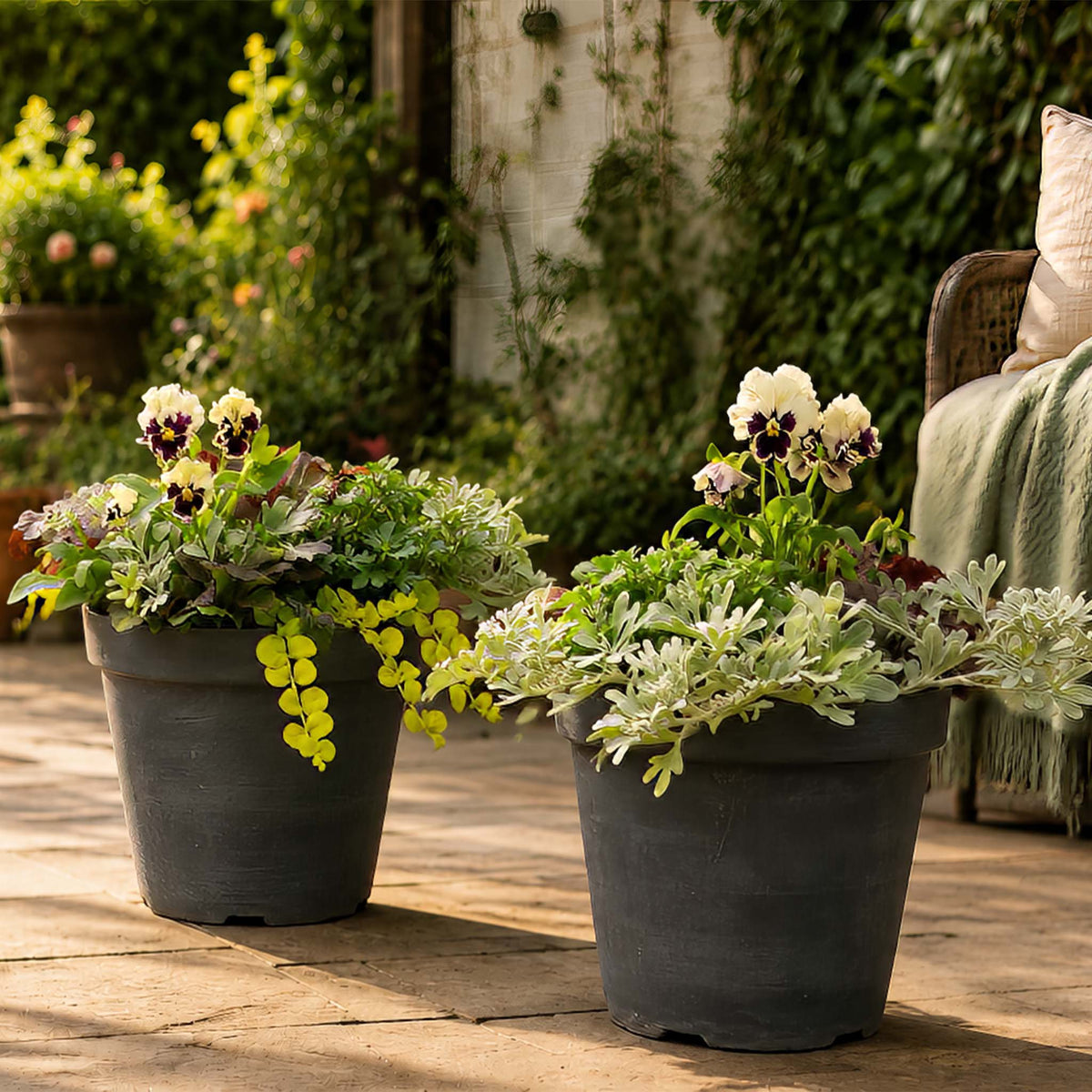 Autumn Patio Refresher Collection - 12 Plants for 2 Pots