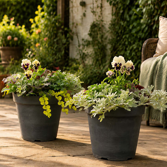 Autumn Patio Refresher Collection - 12 Plants for 2 Pots