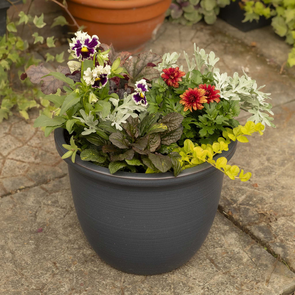 Front Door Appeal Collection – 12 Plants for 2 Pots