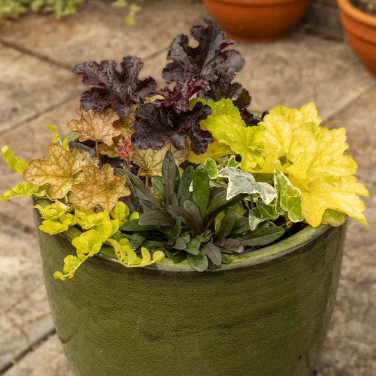 Shade Container Collection – 12 Plants for 2 Pots