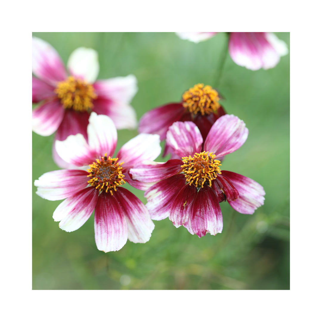 Coreopsis verticilla Sizzle &amp; Spice Zesty Zinger
