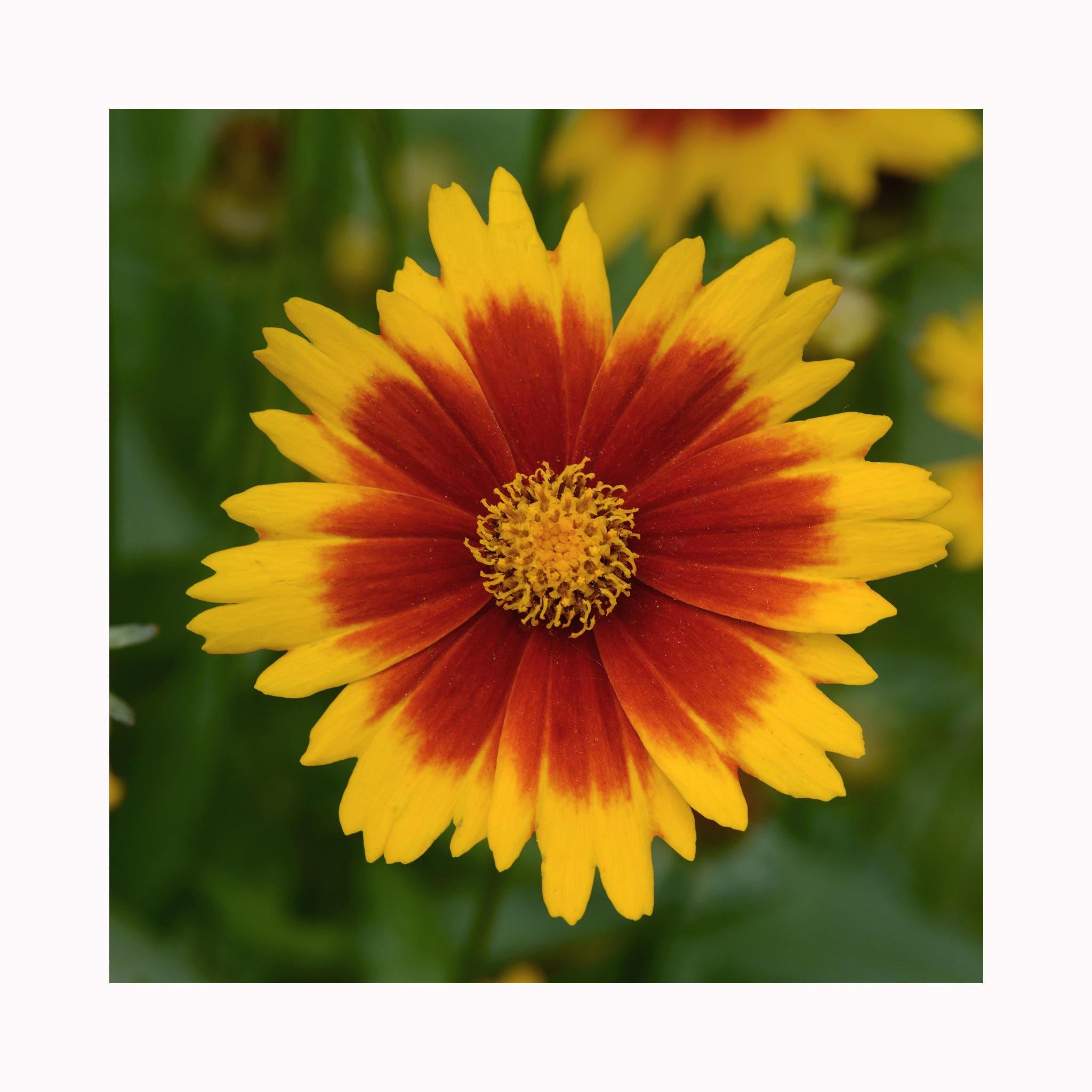 Coreopsis UpTick Gold and Bronze