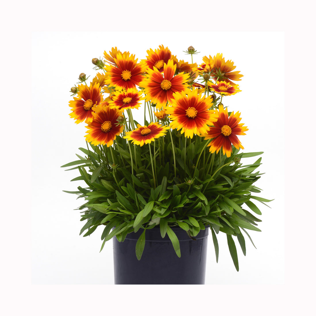 Coreopsis UpTick Gold and Bronze