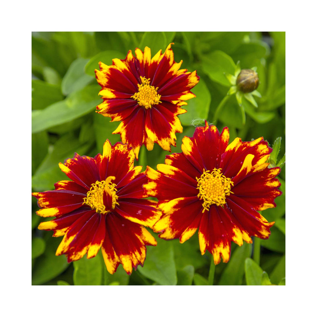 Coreopsis UpTick Red