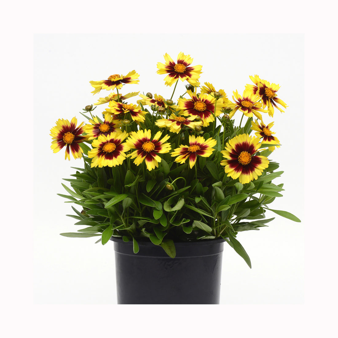 Coreopsis UpTick Yellow and Red