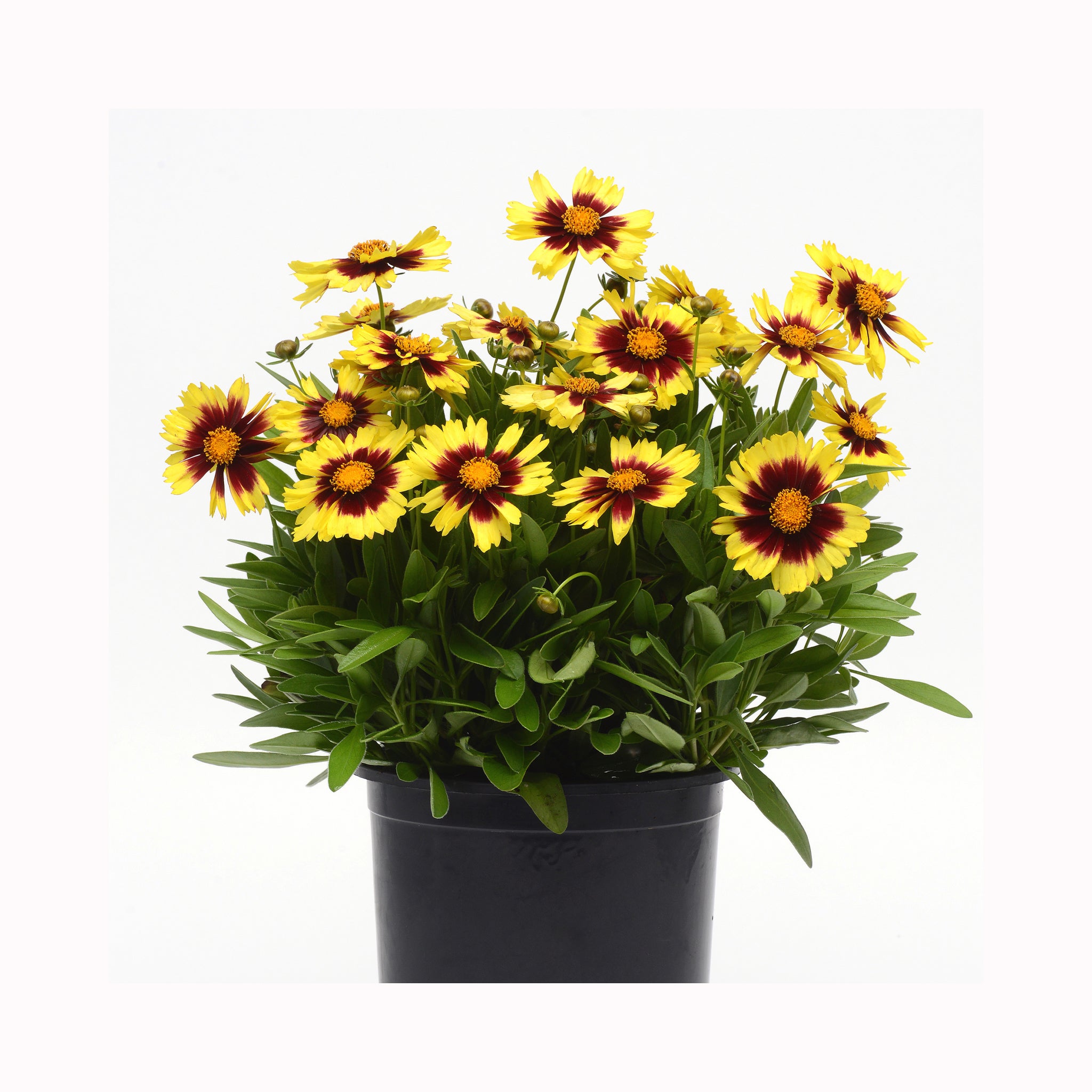 Coreopsis Collection - 3 Established Plants