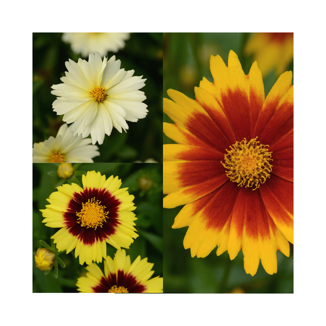 Coreopsis Collection - 3 Established 9cm Plants