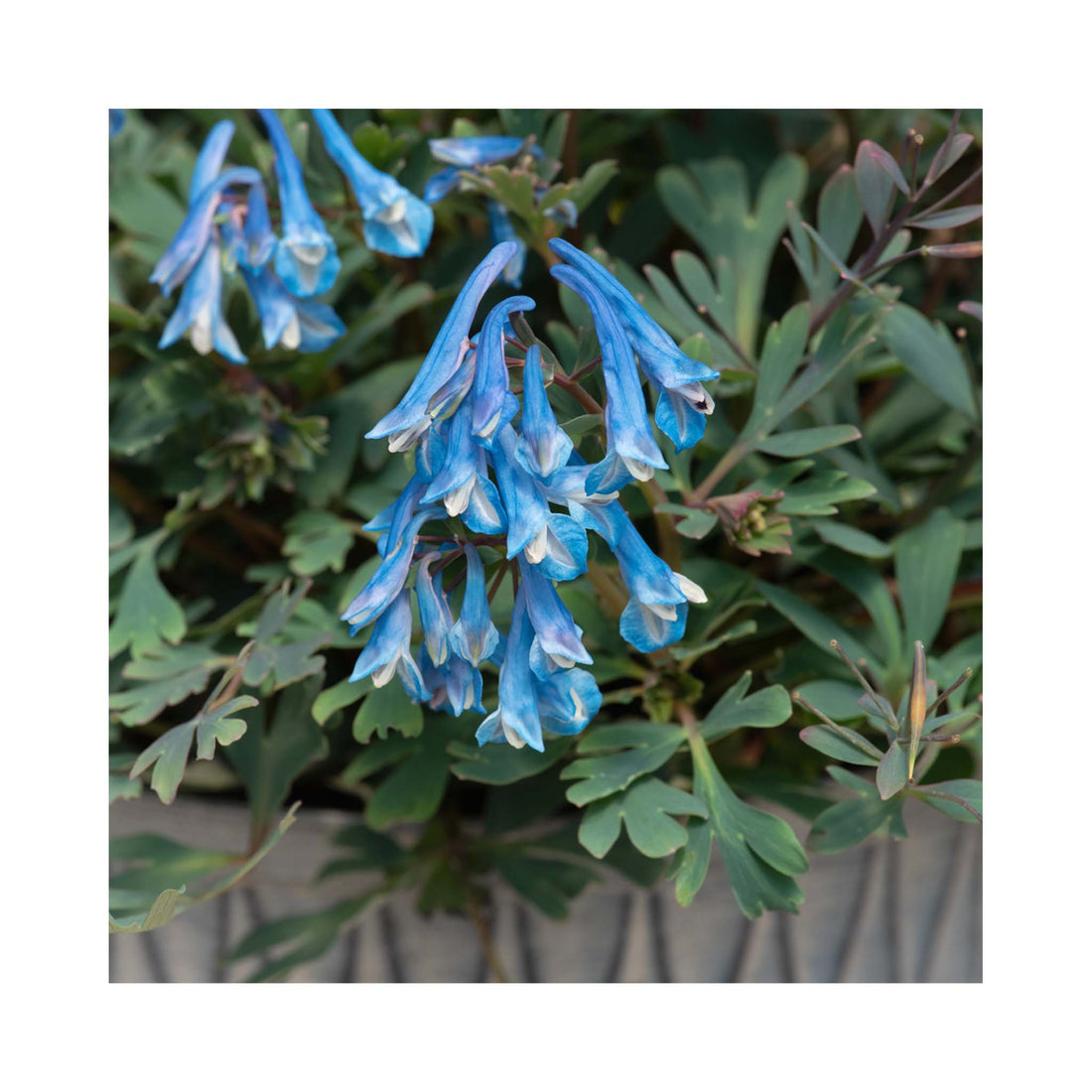 Corydalis Blue Heron