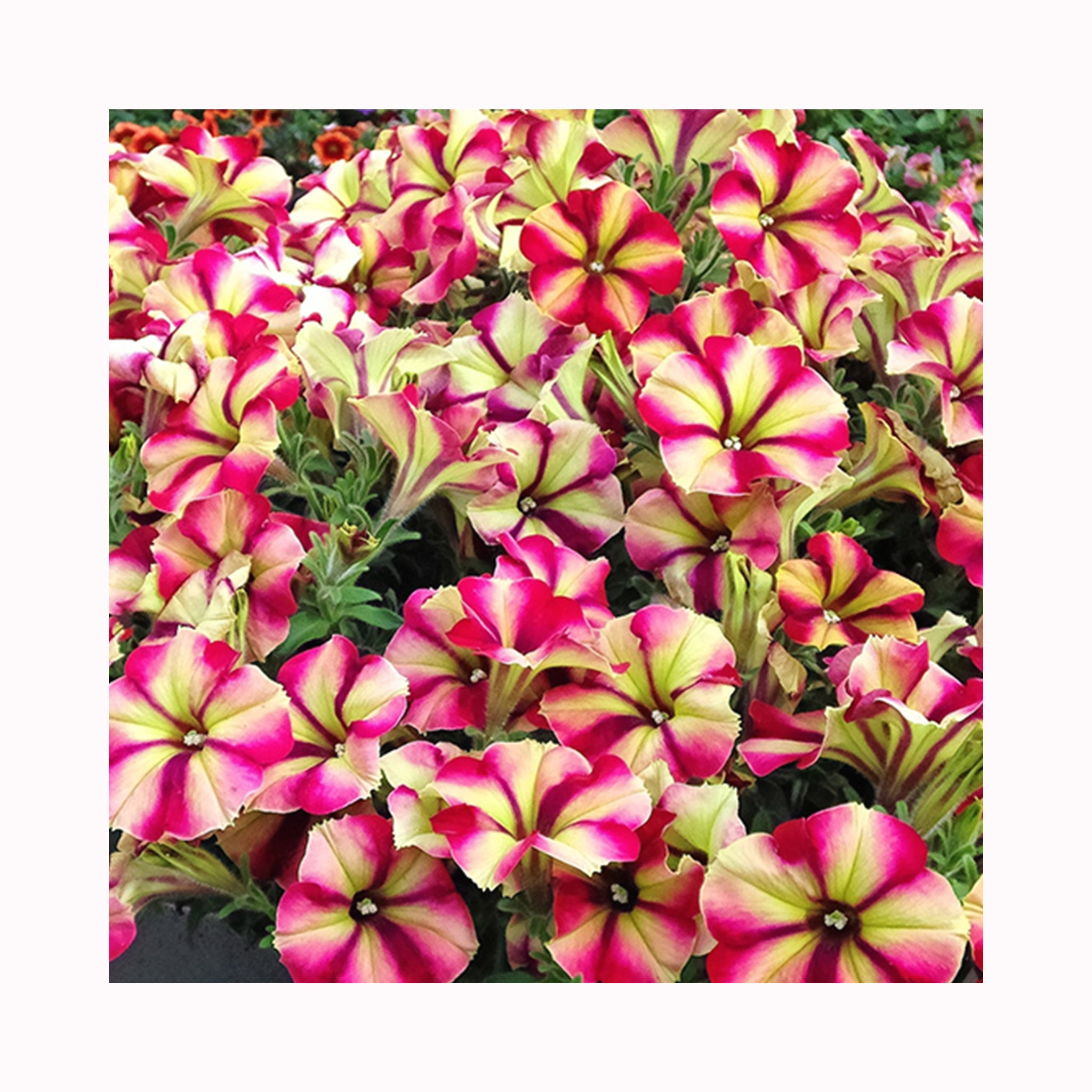 Petunia Crazytunia Razzmatazz