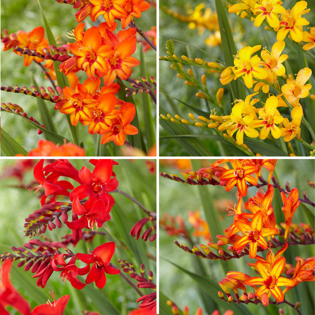Crocosmia Collection