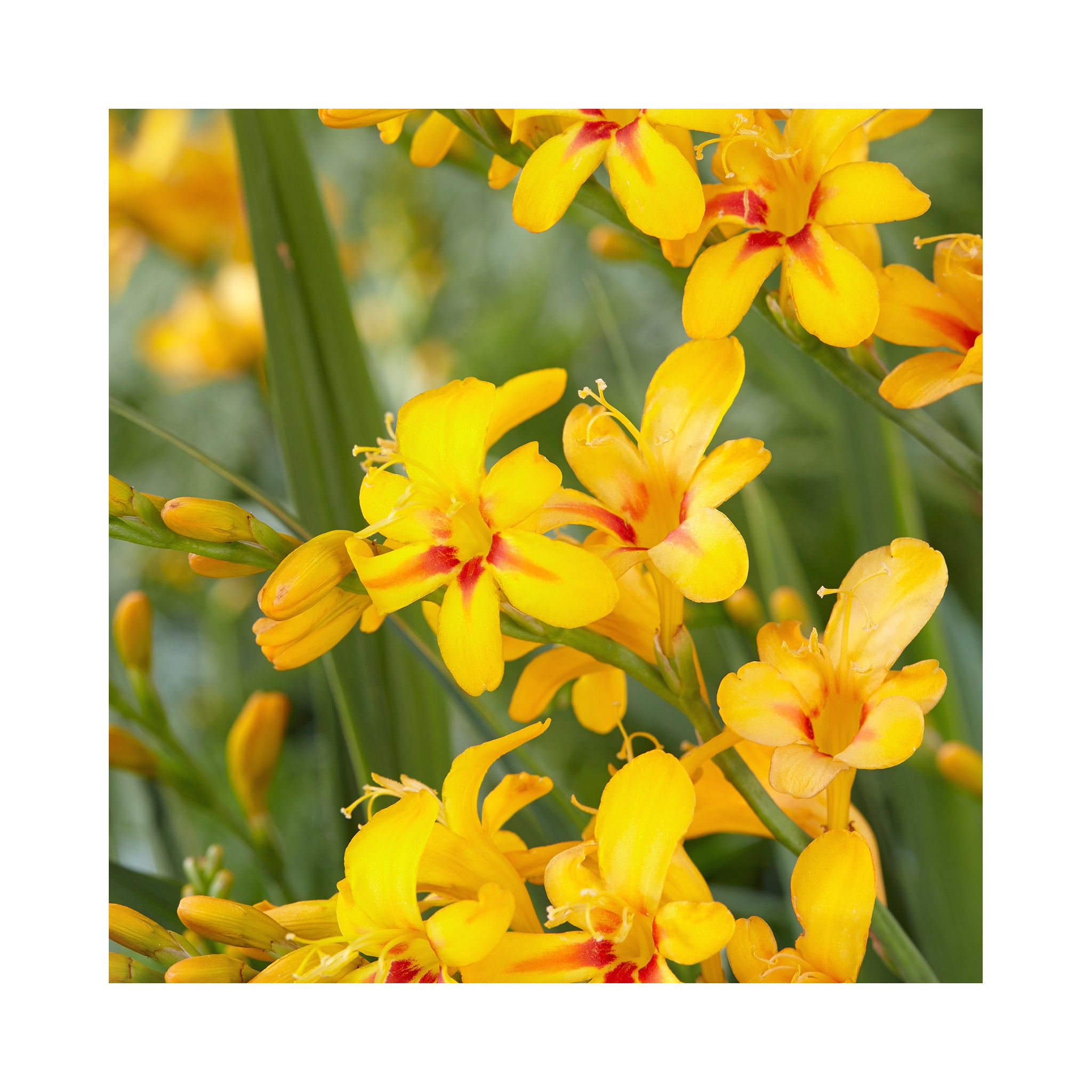 Crocosmia Firestars Hot Spot