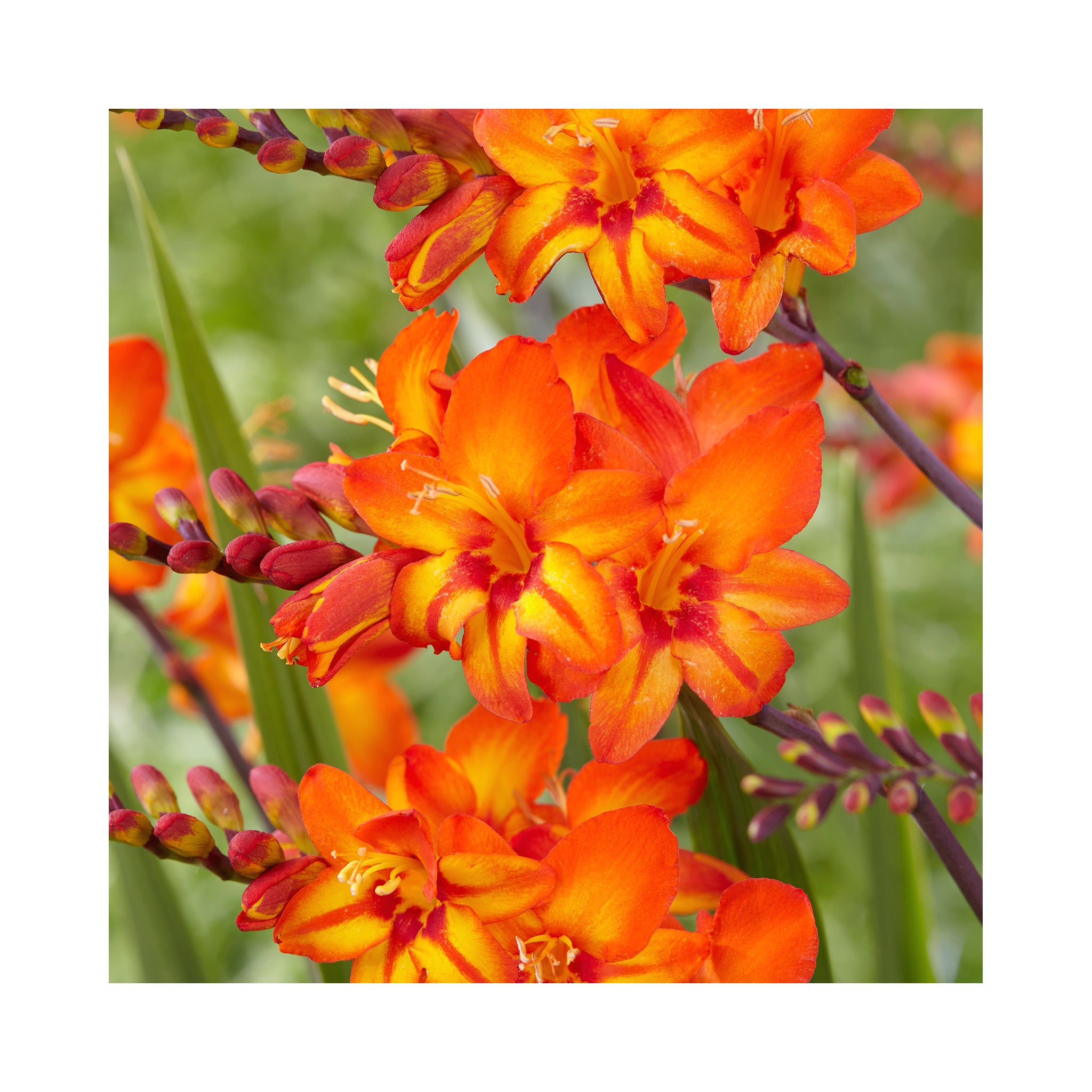 Crocosmia Firestars Scorchio