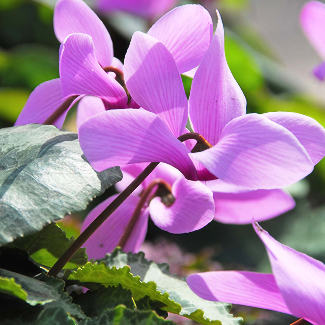 Cyclamen cilicium