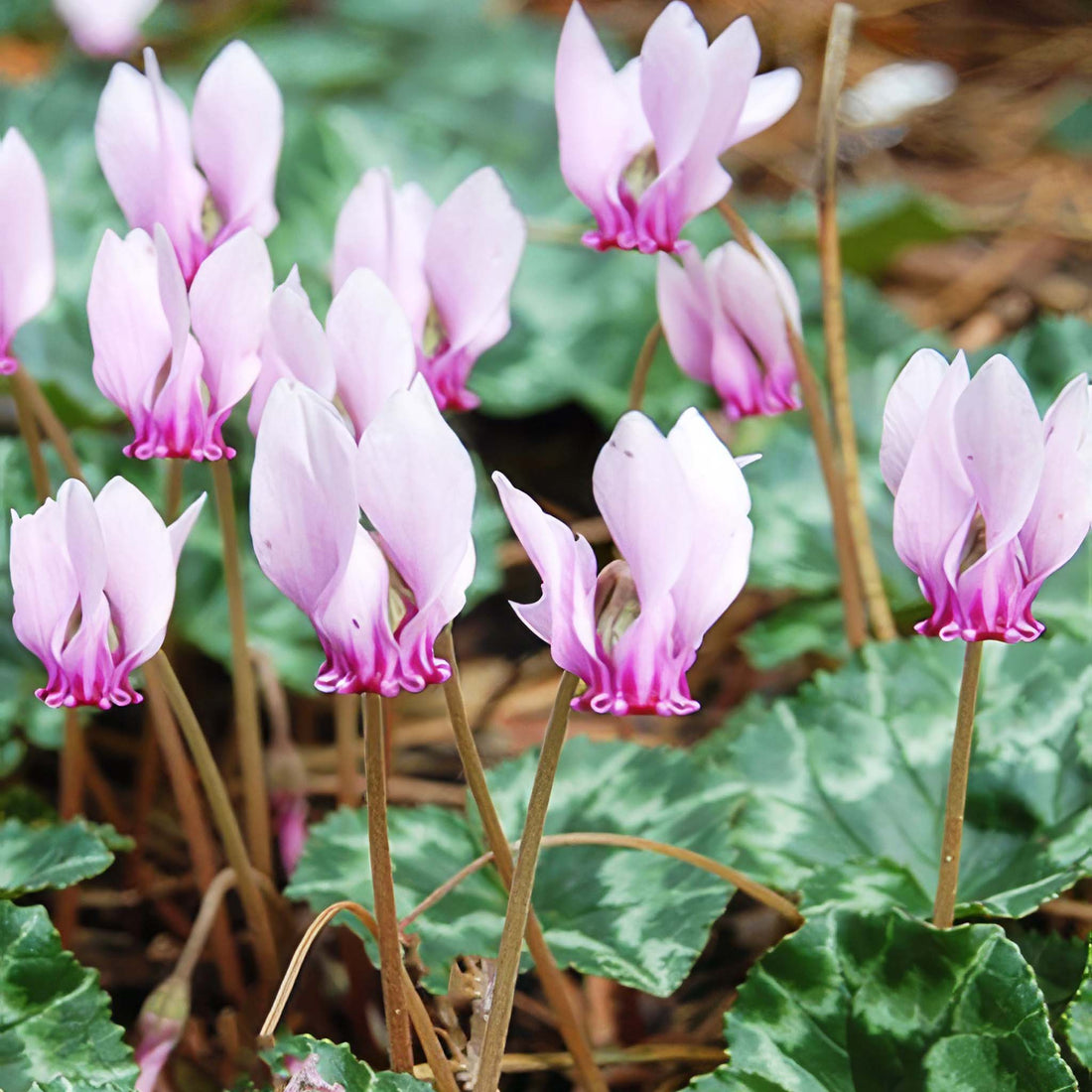 Cyclamen hederifolium