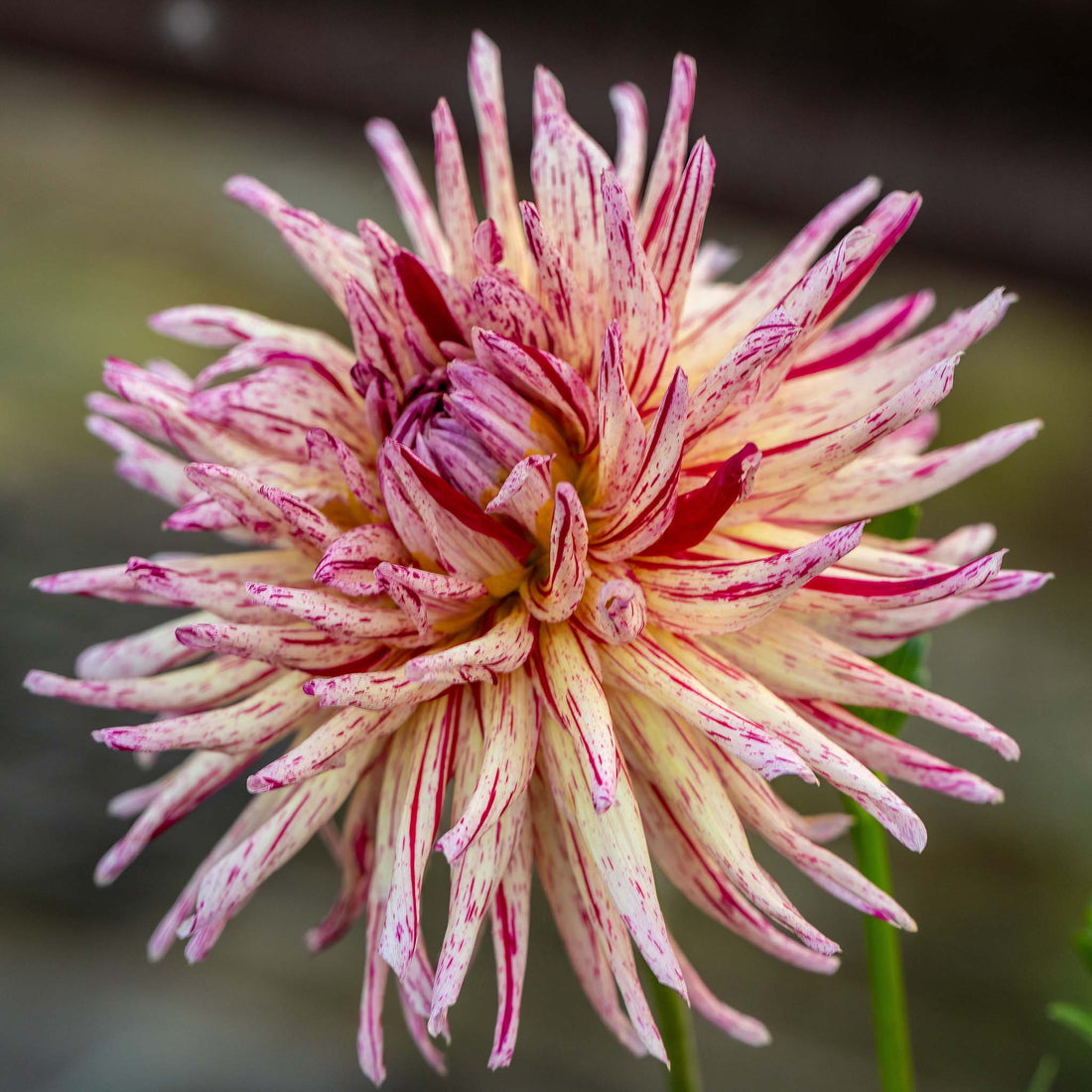 Dahlia Alain Mimoun