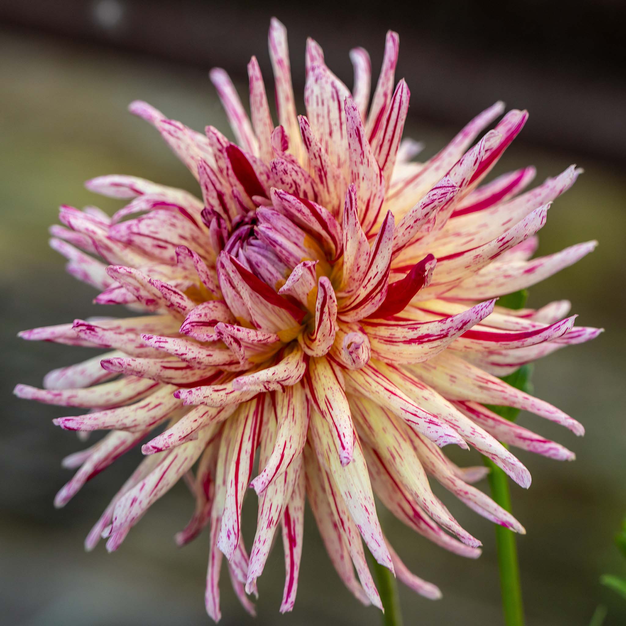 Dahlia Alain Mimoun
