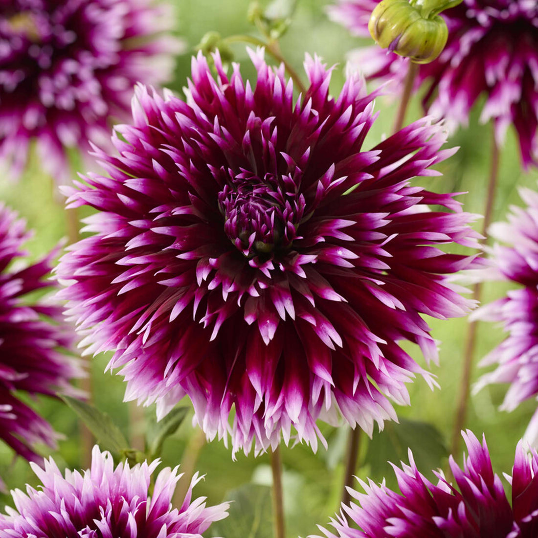 Dahlia Alauna Clair-Obscur